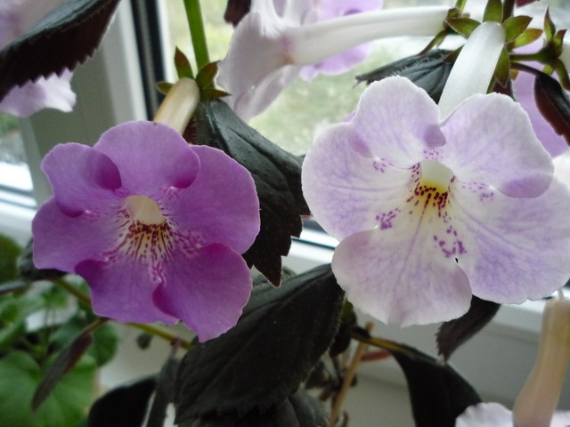 P1060583.JPG