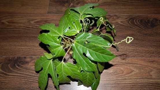 DSCN3688.JPG