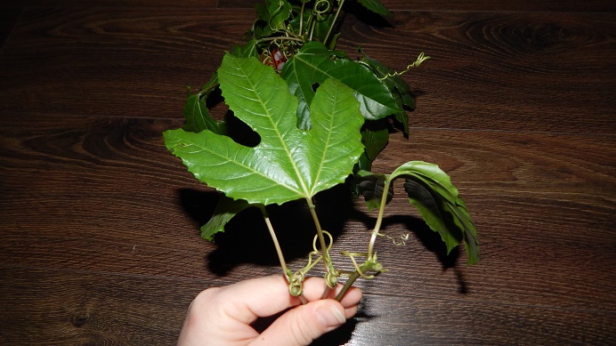 DSCN3689.JPG