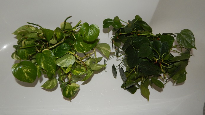 DSCN3676.JPG