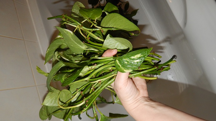 DSCN3677.JPG