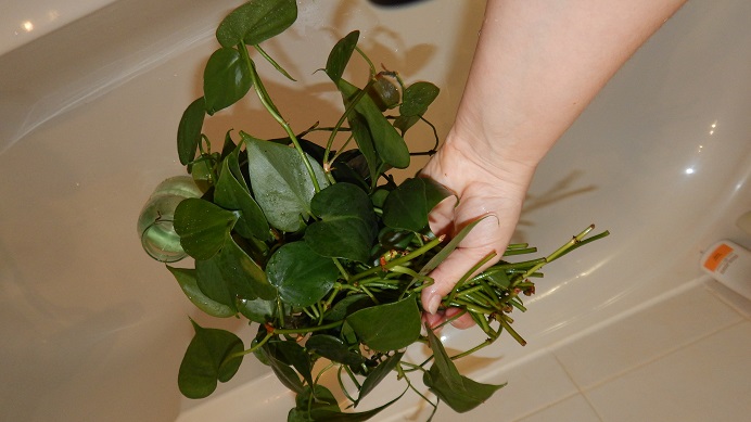 DSCN3679.JPG