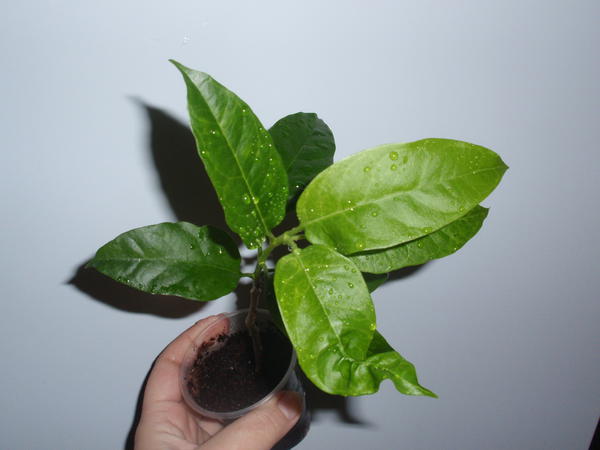 Hoya multiflora-45 грн, растущая.jpg