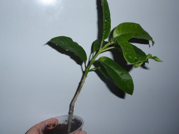 Hoya multiflora-45 грн, растущая1.jpg