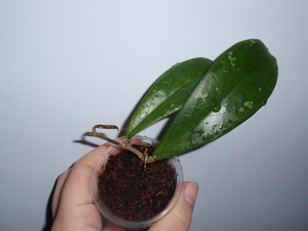 Hoya Forbesii splash- 75 грн. растущая.jpg