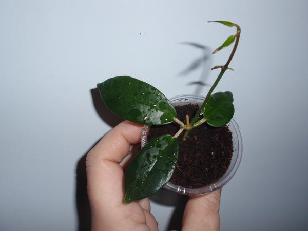 Hoya Macgillivrayi – 75 грн, укорененная, 2 узла, 3 листа, растет.jpg