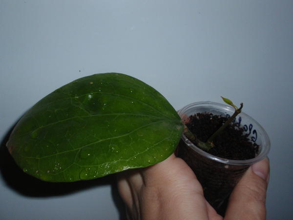 Hoya Glabra- 100 грн, растущая.jpg