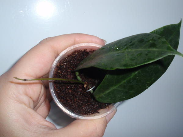 Hoya megalaster- 150 грн, укорененный узел, 2 листа, растет.jpg