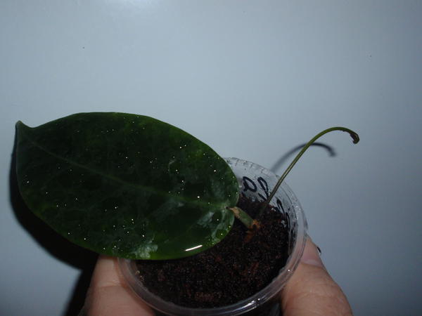 Hoya megalaster- 100 грн, укорененный узел, 1 лист, растущая.jpg