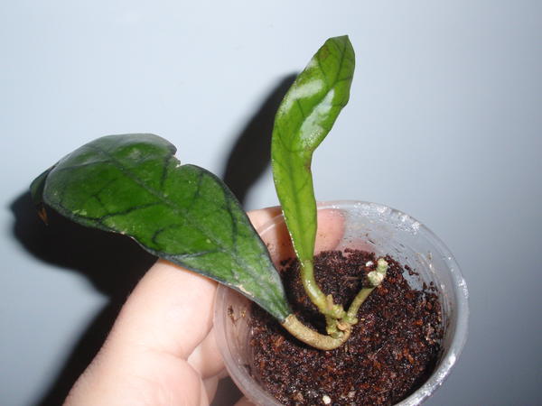Hoya callistophylla  UT158- 150 грн, укорененная, растущая.jpg