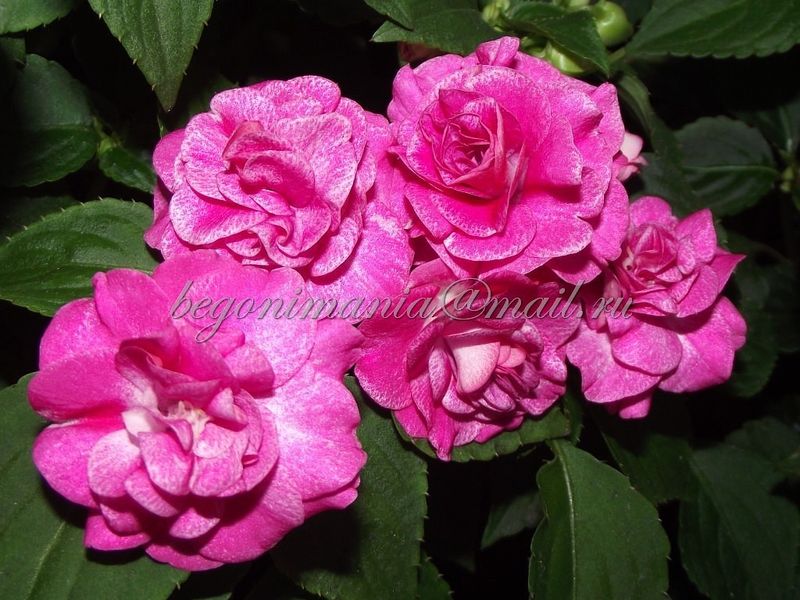 Stardust Pink.jpg