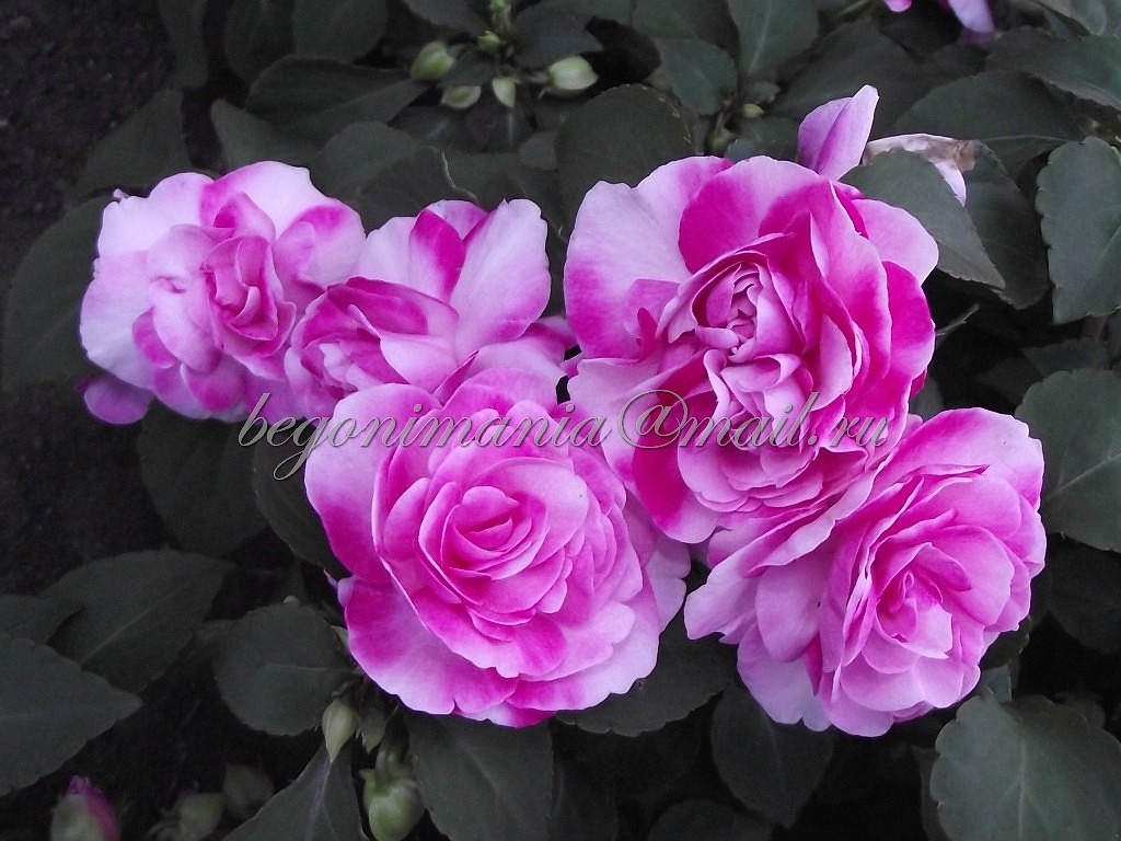 Sparkler Rose.jpg