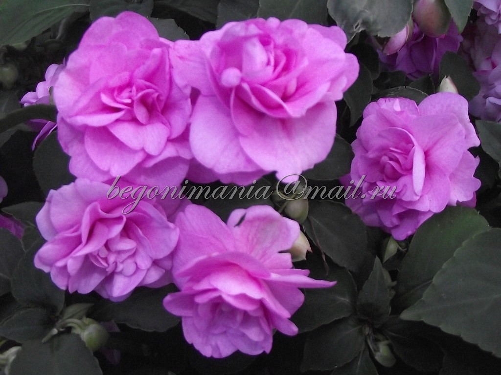 Lavender Orchid....jpg