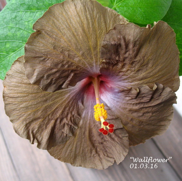 wallflower1web.JPG