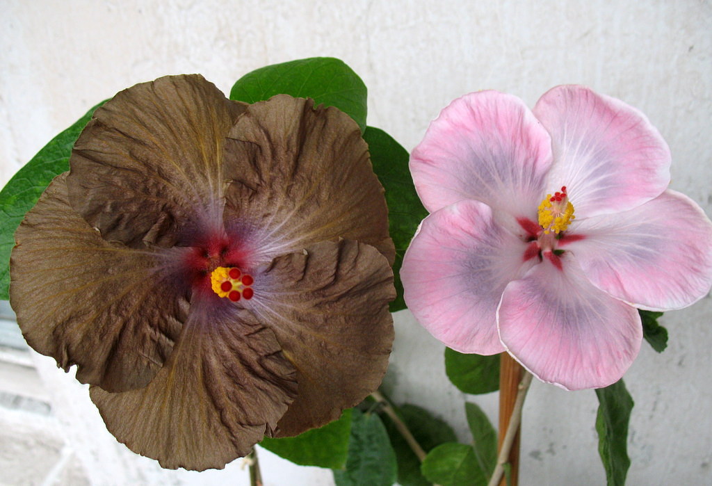 walflower zimbelly.JPG
