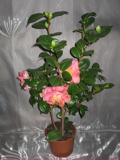 камелия розовая.jpg