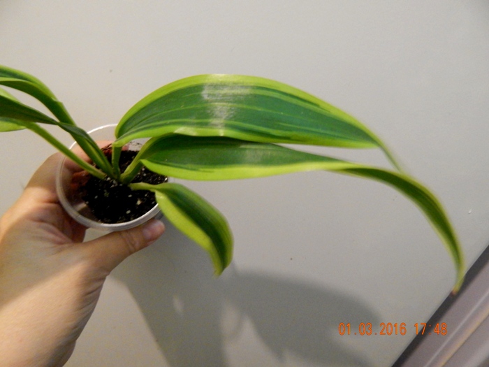 DSCN5874.JPG