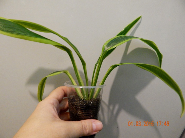 DSCN5876.JPG