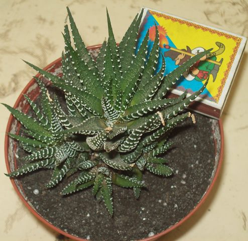 100_1478.JPG