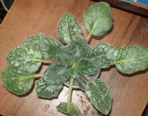 100_1492.JPG