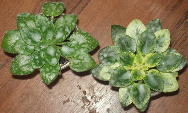 100_1491.JPG