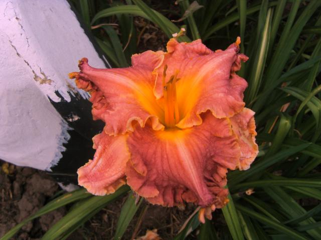 2012, Spacecoast  Frills and Finery.jpg