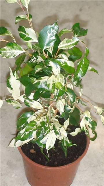 Ficus benjamina 'Curly' 2.jpg