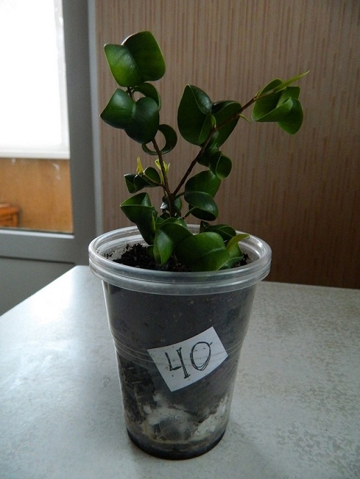 DSCN3445.JPG