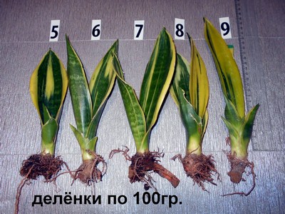 DSCN4500т (Копировать).jpg