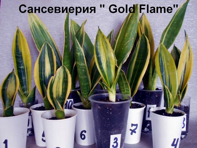 DSCN4511n (Копировать).jpg