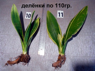 DSCN4501т (Копировать).jpg