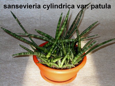 DSCN4521n (Копировать).jpg