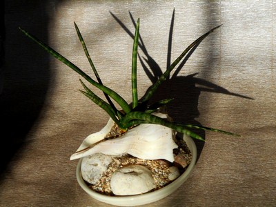 DSCN4527n (Копировать).jpg