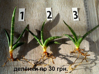 DSCN4536т (Копировать).jpg