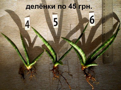 DSCN4539т (Копировать).jpg