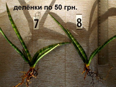 DSCN4540т (Копировать).jpg