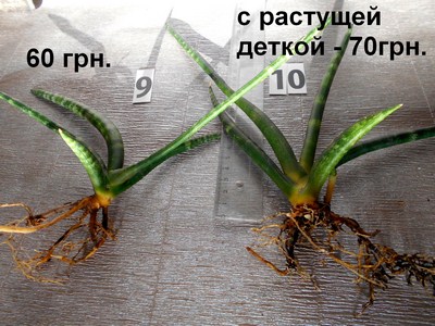 DSCN4543т (Копировать).jpg