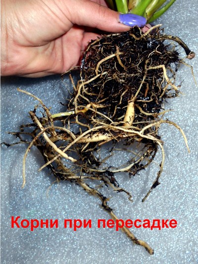 DSCN4395т (Копировать).jpg