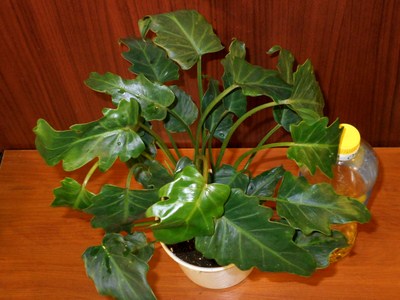 DSCN4420т (Копировать).jpg
