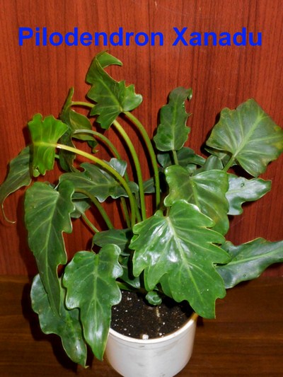 DSCN4409n (Копировать).jpg