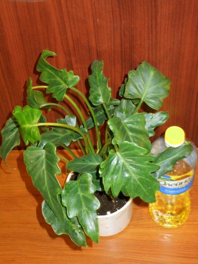 DSCN4412т (Копировать).jpg