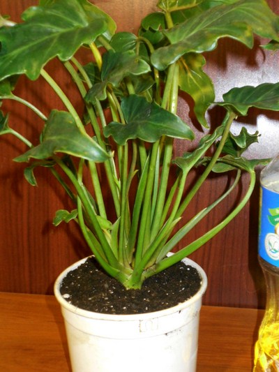 DSCN4416т (Копировать).jpg