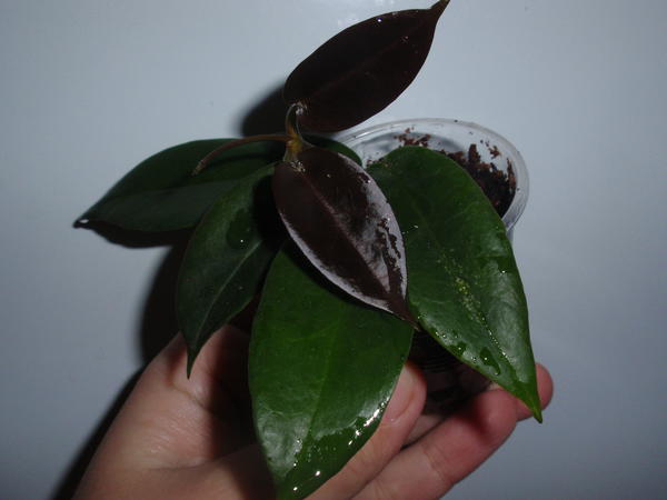 Hoya onychoides- 130 грн, укорененная, 2 узла, 4 листа, растущая.jpg
