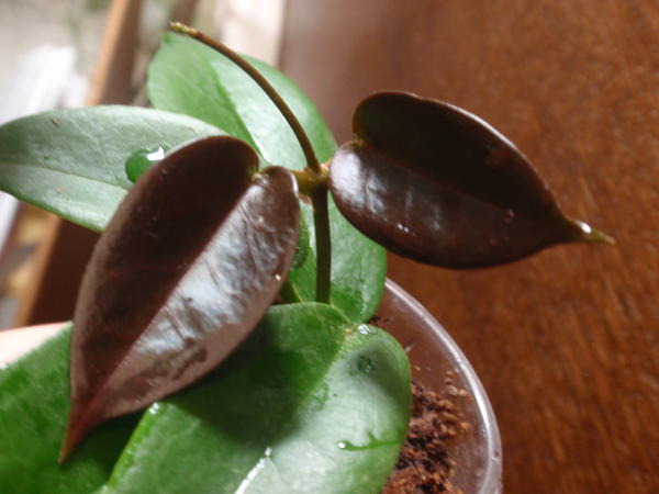 Hoya onychoides- 130 грн, укорененная, 2 узла, 4 листа, растущая1.jpg