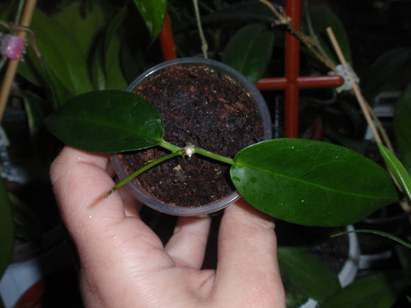 Hoya onychoides- 50 грн, укорененная, 1 узел, 2 листа, растущая.jpg