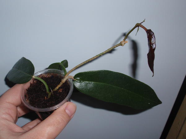 Hoya Archboldiana Pink- 120 грн, укорененная, 3 узла, 3 листа.jpg