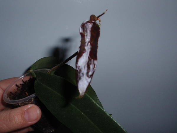 Hoya Archboldiana Pink- 120 грн, укорененная, 3 узла, 3 листа. 1.jpg
