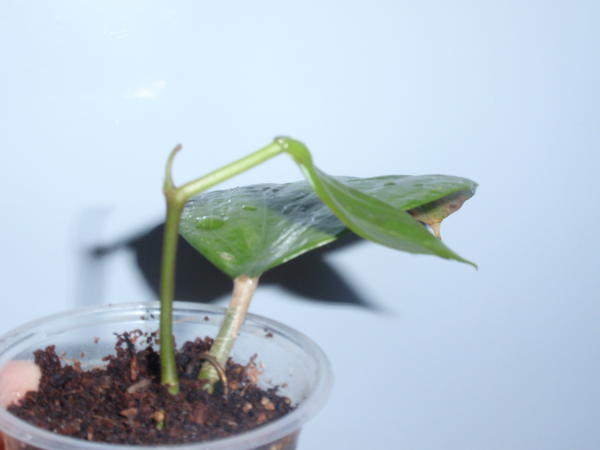 Hoya Glabra- 100 грн, растущая. 1.jpg