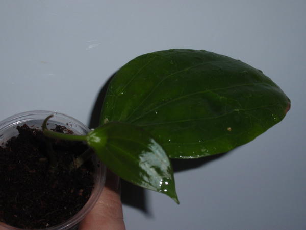Hoya Glabra- 100 грн, растущая.jpg
