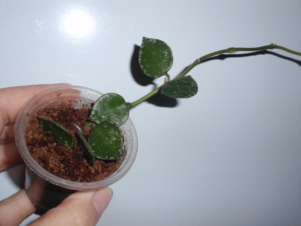 Hoya Lacunosa eskimo -40 грн.jpg